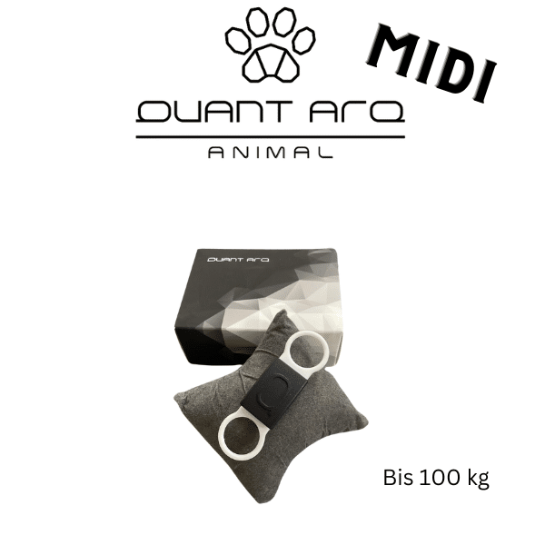 Quant Arq_Animal Midi